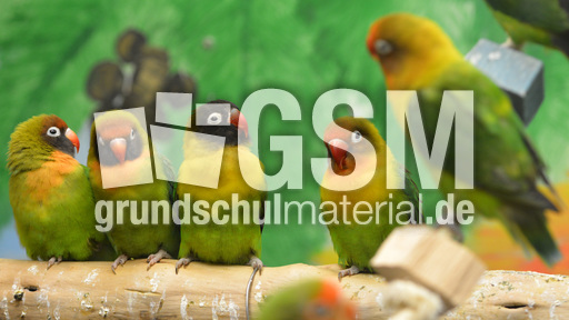 Unzertrennliche (10).jpg